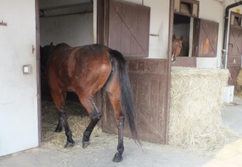 VINOVO – Cavallo scappa dall’ippodromo e viene colpito da un’auto