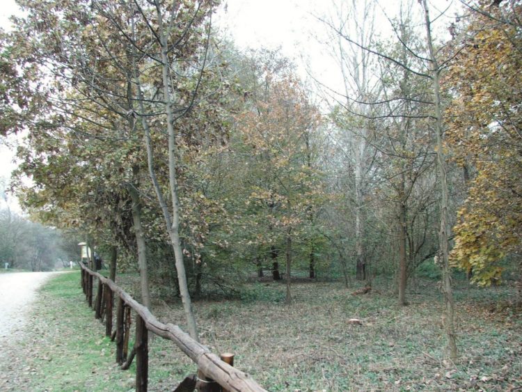 CARMAGNOLA – Nasce il bosco urbano vicino via Torino