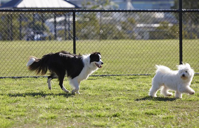 NICHELINO – Cinque padroni di cani multati per non aver raccolto le deiezioni