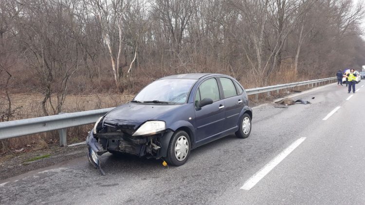 Investe un cinghiale e distrugge l’auto