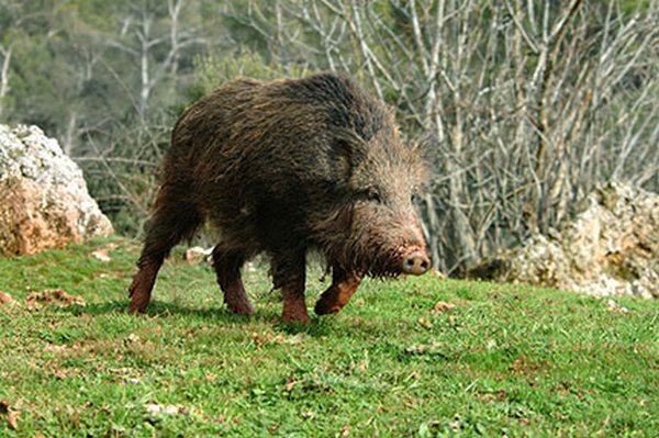 FAUNA – Situazione preoccupante per la presenza di cinghiali nelle zone collinari e montane