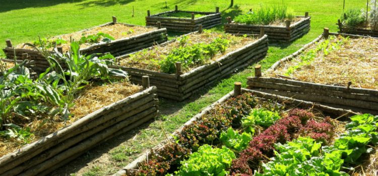 NICHELINO – Arrivano gli orti urbani per favorire l’agricoltura locale