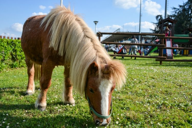 Pasqua all’insegna dei bimbi all’ippodromo di Vinovo