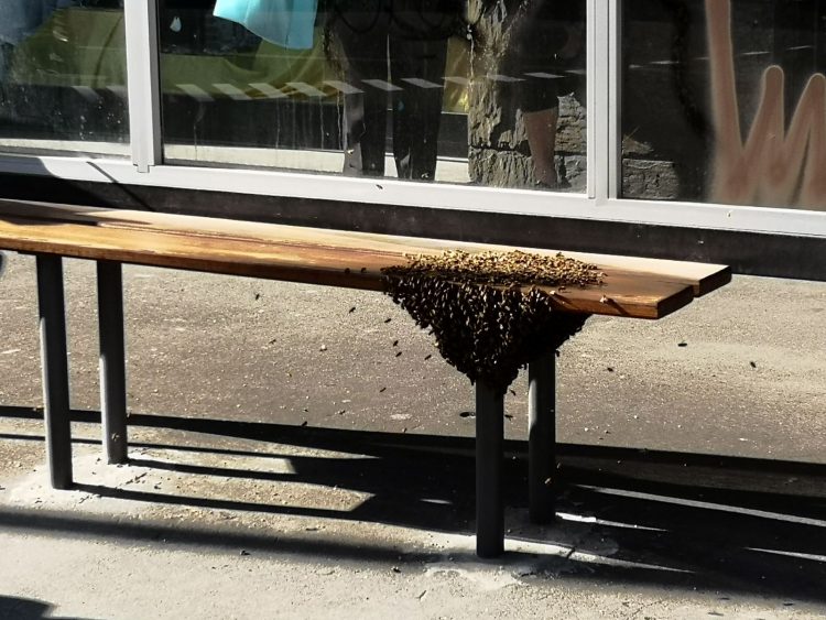 NICHELINO – Sciame di api invade la fermata dell’autobus