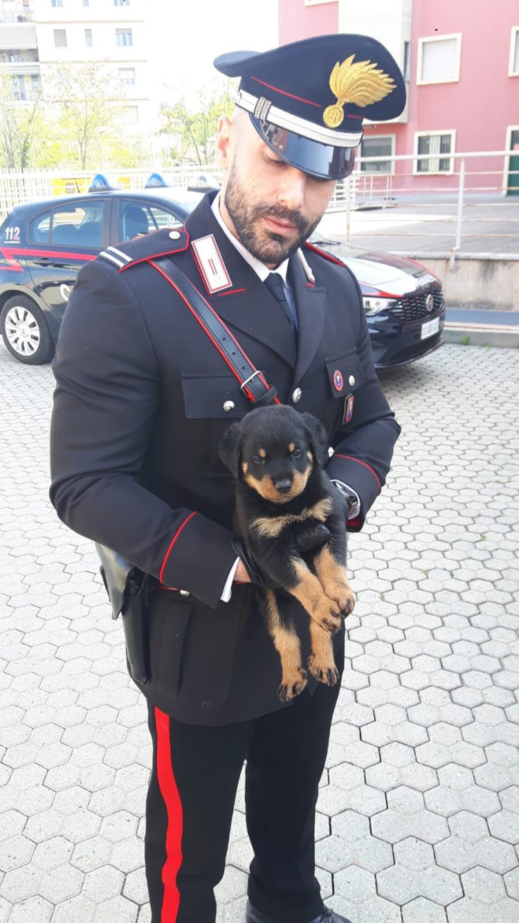 I carabinieri salvano 8 cuccioli di rottweiler