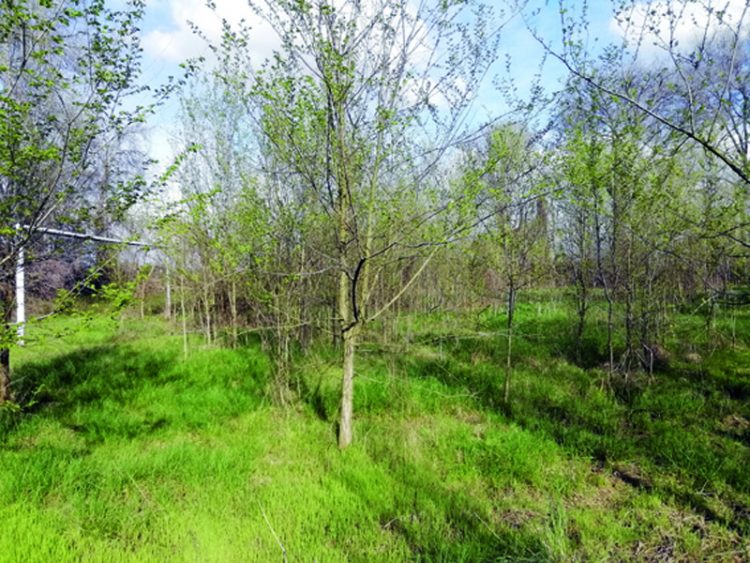 Rinasce il campo sportivo di Tetti Piatti