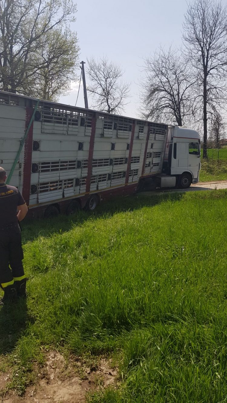 CARMAGNOLA – Camion carico di vitellini finisce nel fosso