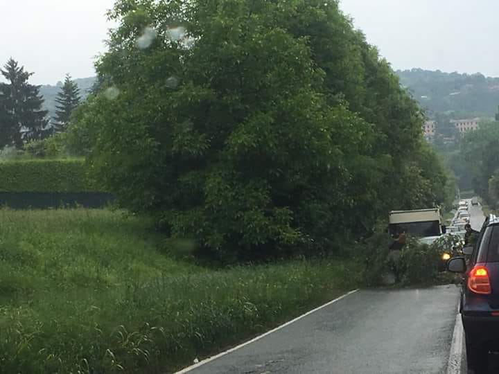 MONCALIERI – Cade un albero in strada Revigliasco: paura e disagi