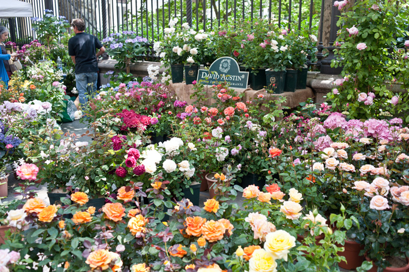 Flor2018, Torino si trasforma in un giardino