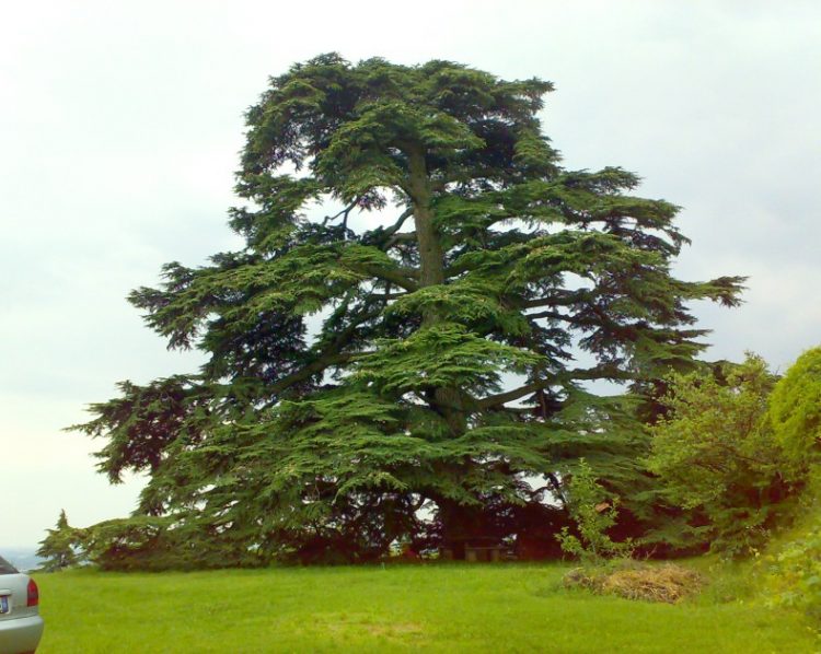 Pecetto: visita all’antico cedro del Libano che svetta sul parco di villa Talucchi Pallavicini