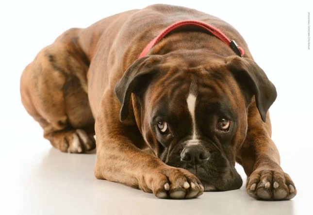 NICHELINO – Parte la campagna estiva contro gli abbandoni degli animali