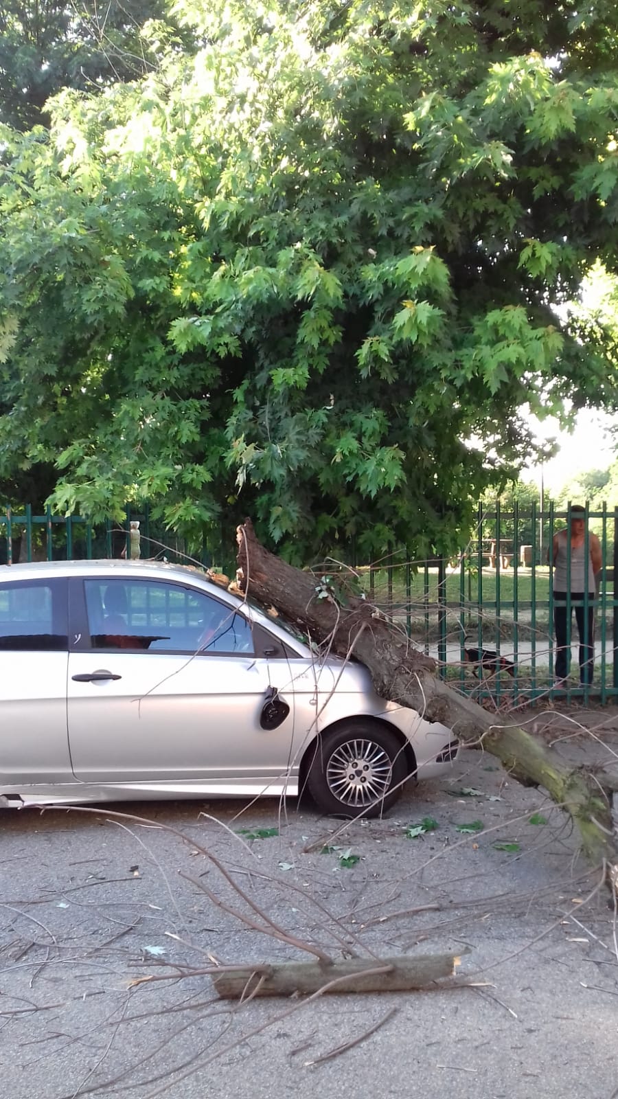 Albero crolla su un’auto parcheggiata in Lungo Po Abellonio