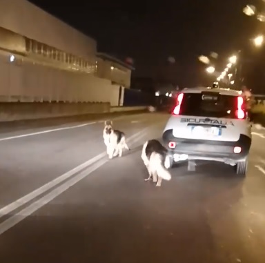 LA LOGGIA – Cani in mezzo alla strada e traffico in tilt davanti al Gigante.