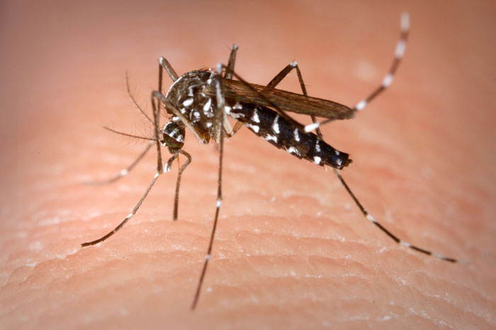 CARMAGNOLA – Un piano articolato per la lotta alle zanzare