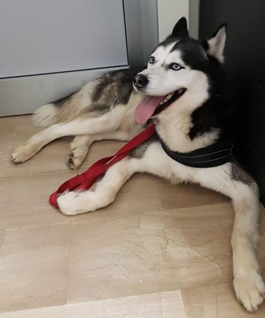 NICHELINO – L’husky ritrovato al Carrefour ha riabbracciato il suo padrone