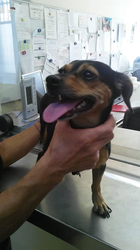 NICHELINO – Trovata una cagnolina sola in via Mentana