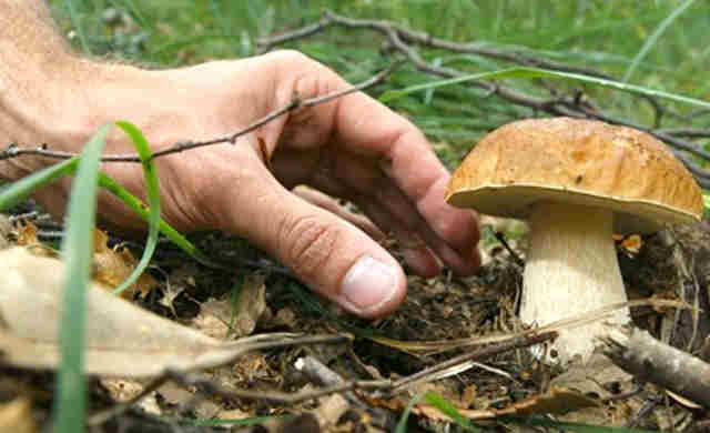 ASL – Orari e luoghi per il controllo dei funghi raccolti nei boschi