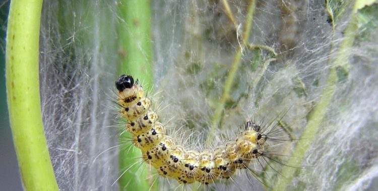 POIRINO – Il bruco infestante colpisce anche la flora poirinese