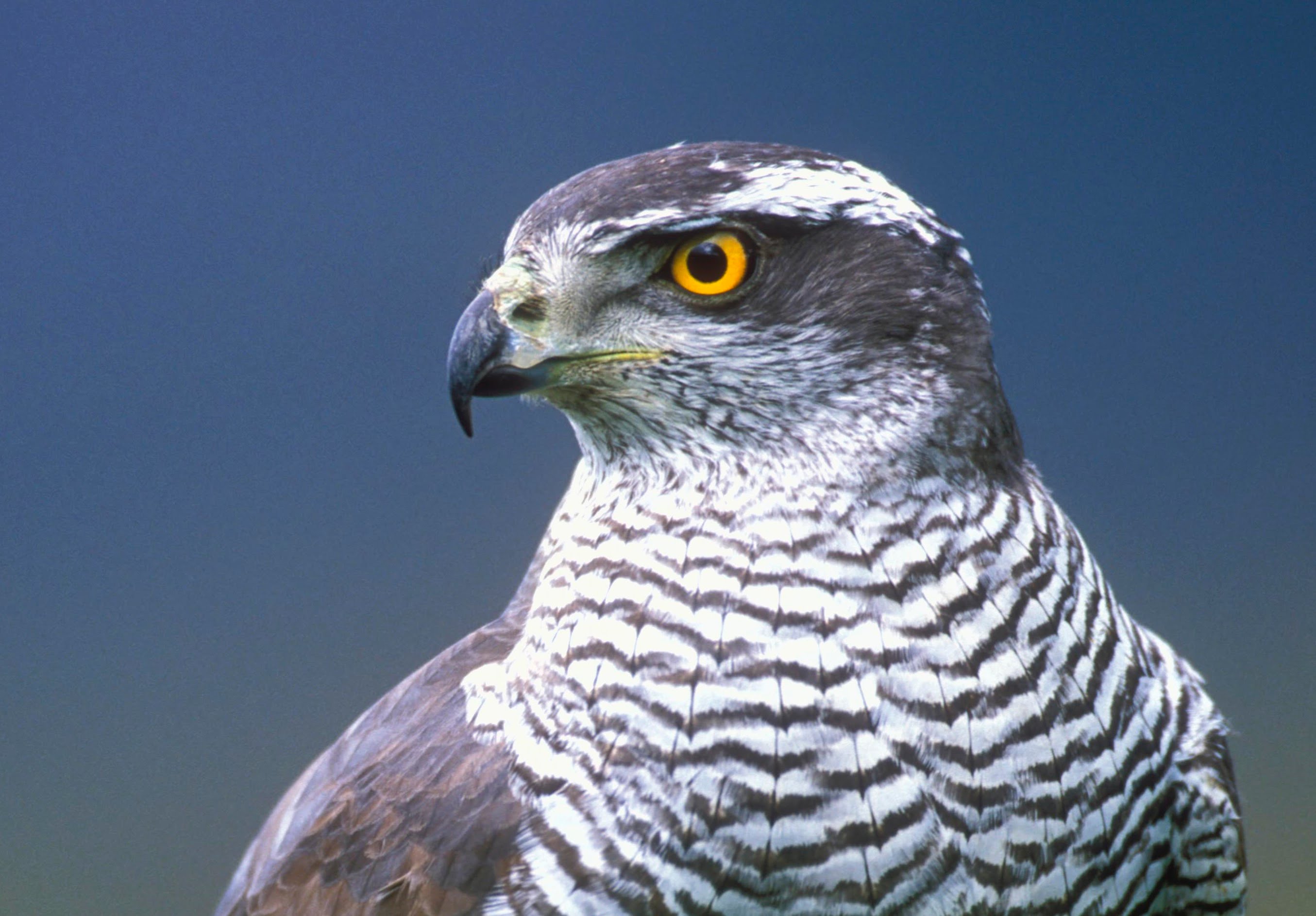 Un falco avvistato a Torino: “Non è pericoloso”