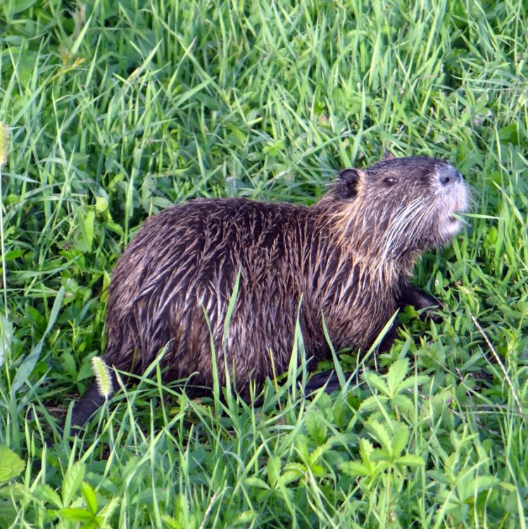 Scatta il piano anti nutria. Servirà a ridurre la proliferazione, ma senza eliminare gli animali