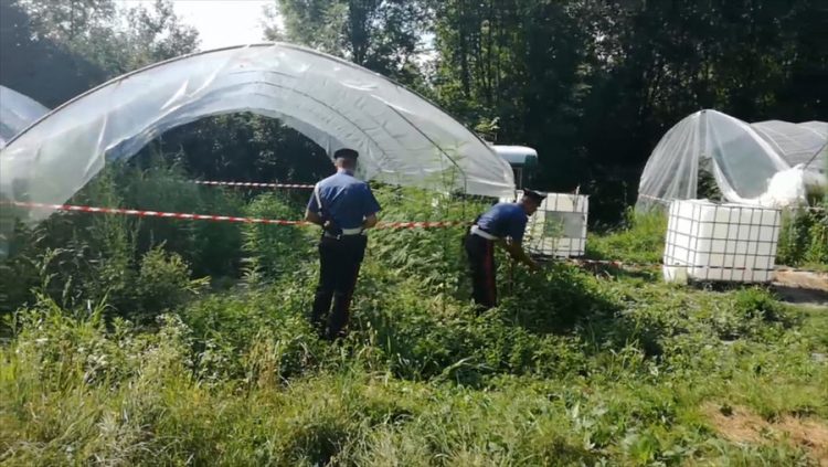 Scoperta piantagione illegale di cannabis