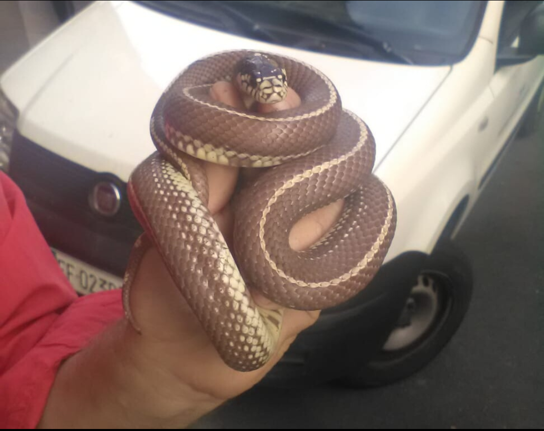 Trovato serpente in via Foscolo, a Torino. Innocuo per l’uomo