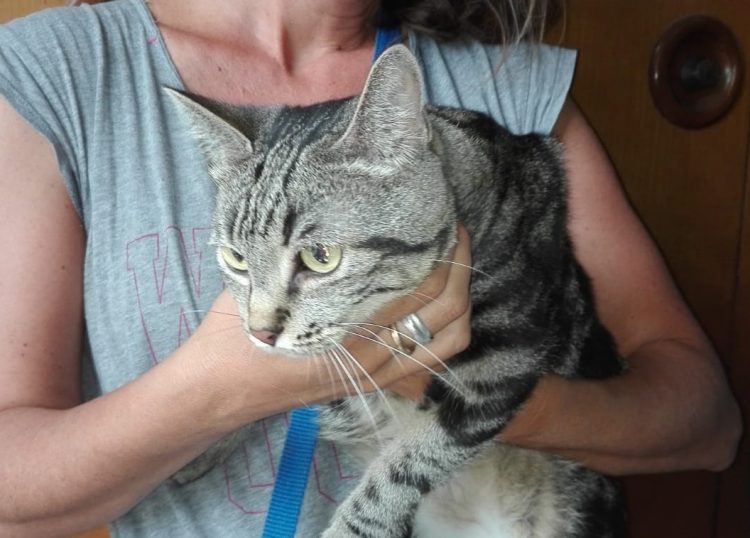 NICHELINO – La gattina di via Juvarra ha trovato casa