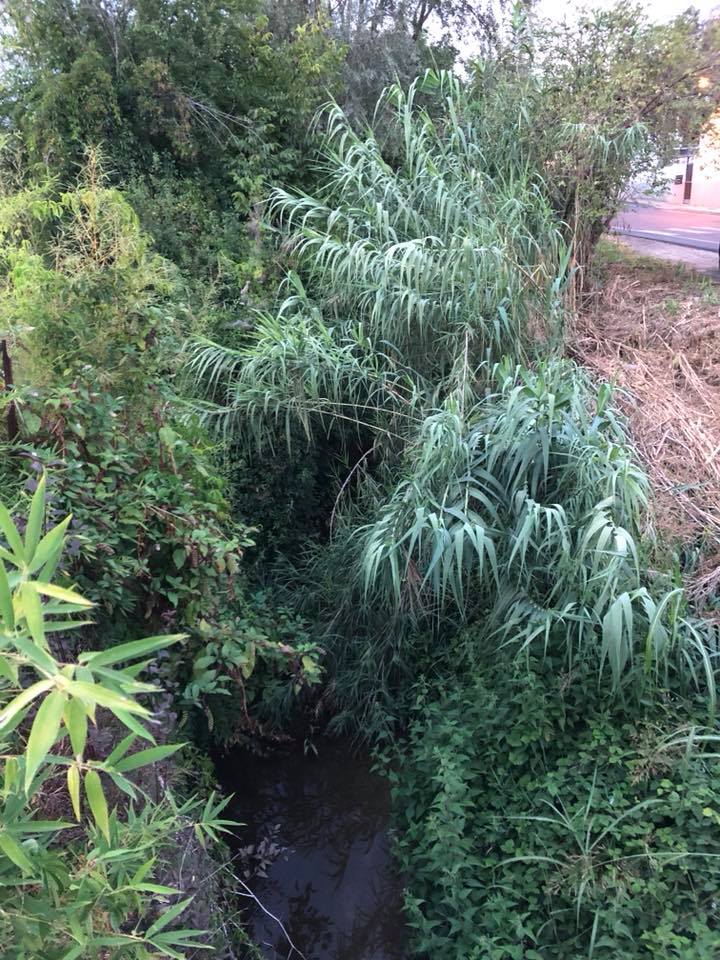 TROFARELLO – Rio Sauglio infestato da vegetazione: protestano i cittadini