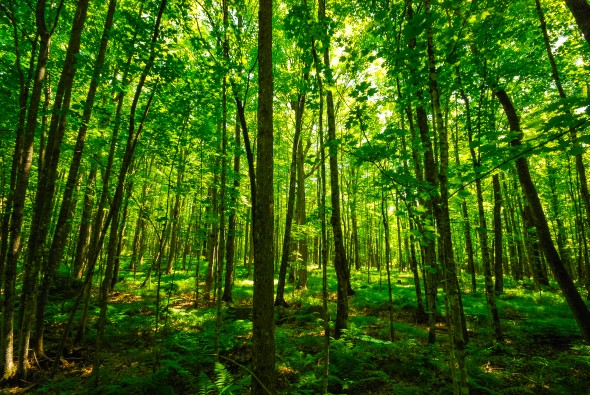 AMBIENTE – 70mila alberi per la riforestazione del Po e della provincia