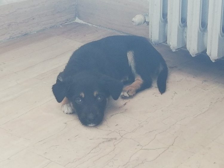 NICHELINO – Trovato un cane spaesato sul ponte Europa: ora è al canile