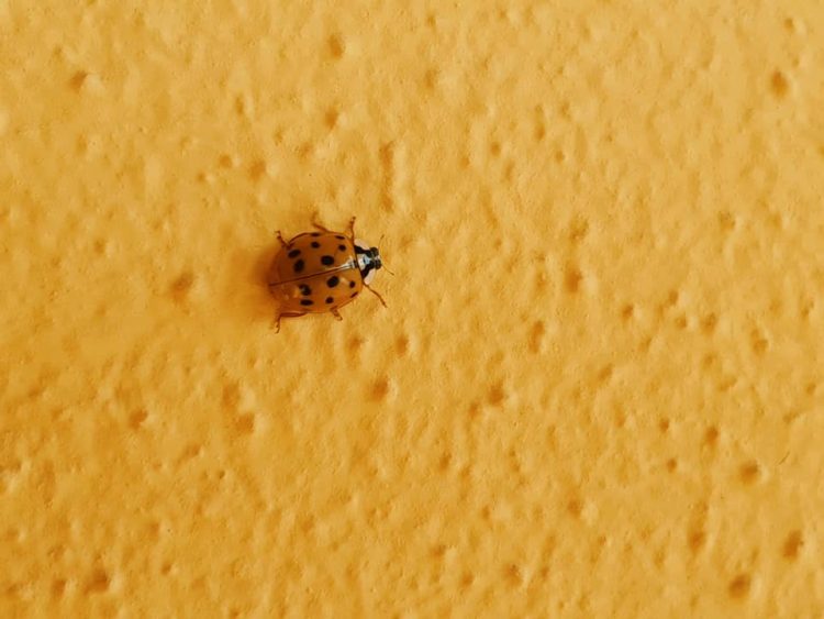 LA LOGGIA – Invasione di coccinelle: il caldo anomalo come possibile spiegazione