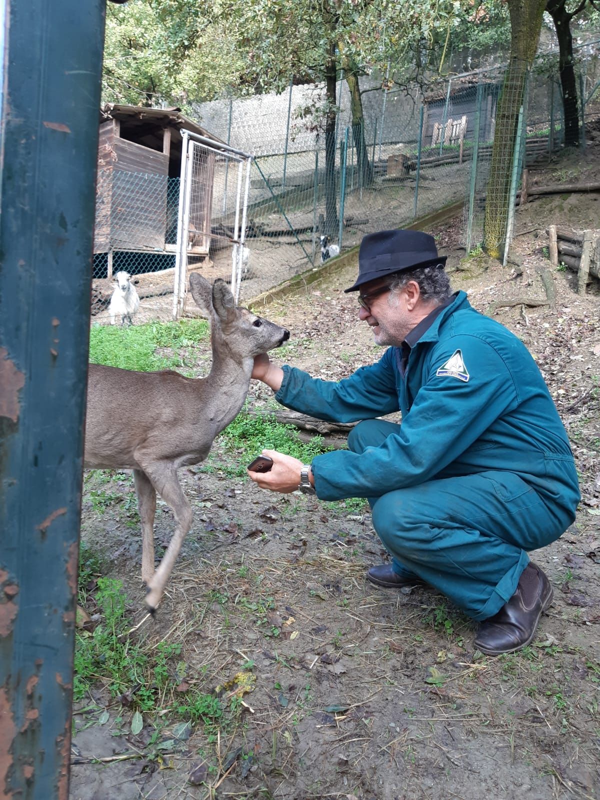 Capriola “addomesticata” si aggirava a Giaveno. Salvata da due cacciatori che hanno avvisato gli agenti faunistico-ambientali