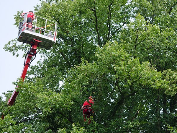 MONCALIERI – Chiusa strada dei Bussi per taglio di alberi pericolanti