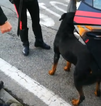 MONCALIERI – Rottweiler scappano e uccidono un chihuahua