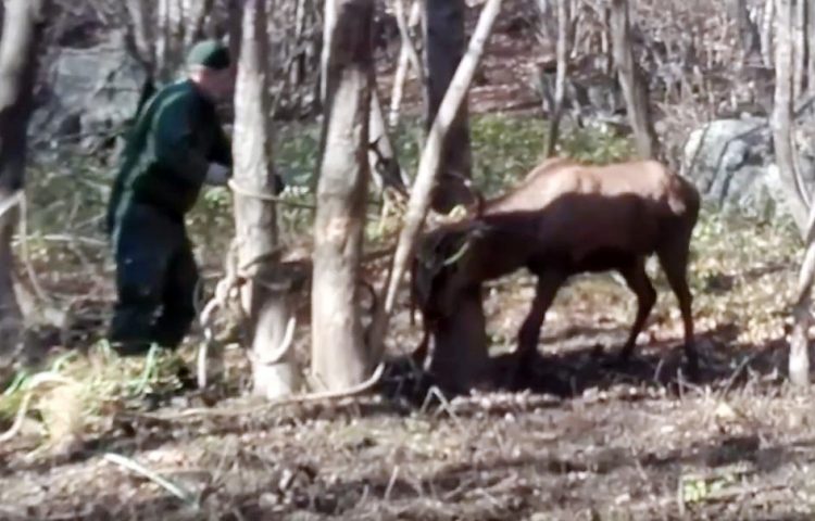 Liberato nel bosco di Novalesa il cervo rimasto impigliato nella rete di plastica