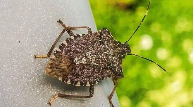 CARMAGNOLA – Contrasto alla cimice asiatica: coltivatori in mobilitazione a Verona