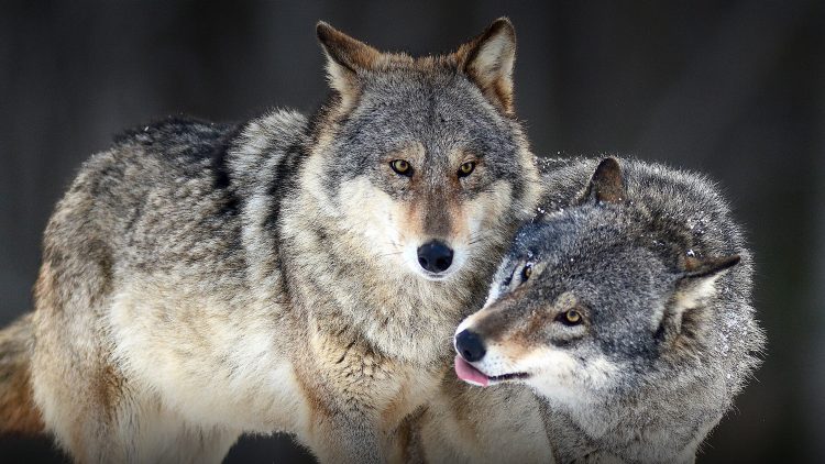 STUPINIGI – Diverse segnalazioni di avvistamenti di lupi negli ultimi giorni