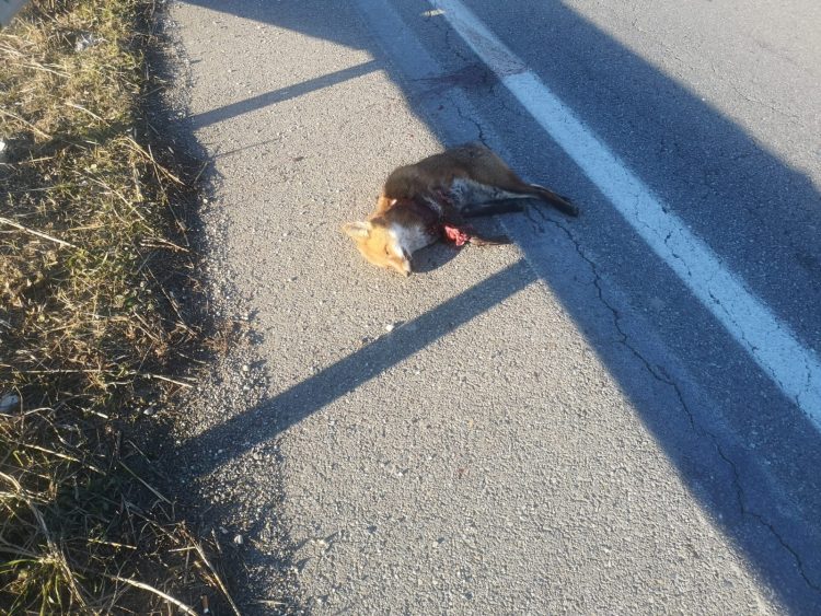 MONCALIERI – Taglia la coda alla volpe dopo essere stata travolta e uccisa