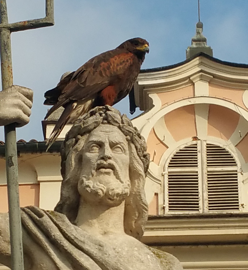 I falchi volano in centro