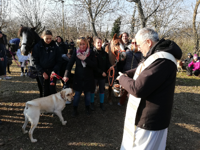 Tanti animali domenica hanno ricevuto la benedizione per sant’Antonio al santuario di Madonna di Celle, a Trofarello