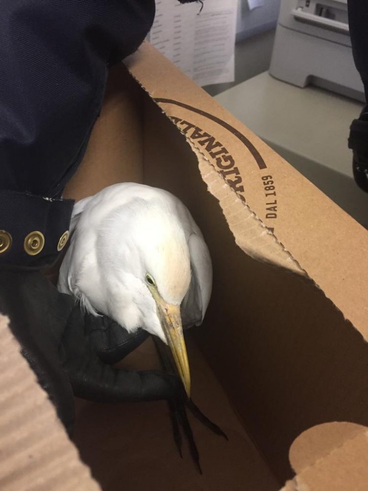 NICHELINO – Cucciolo di airone trovato nel parco di via Trento