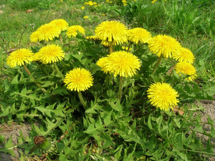 CARMAGNOLA – Erbe selvatiche e fiori eduli: il corso di Legambiente Il Platano insegna come riconoscerli