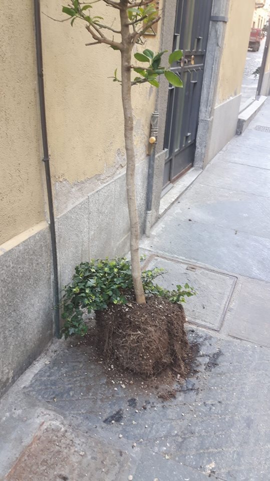MONCALIERI – Rubano vasi nel centro storico e lasciano lì le piante