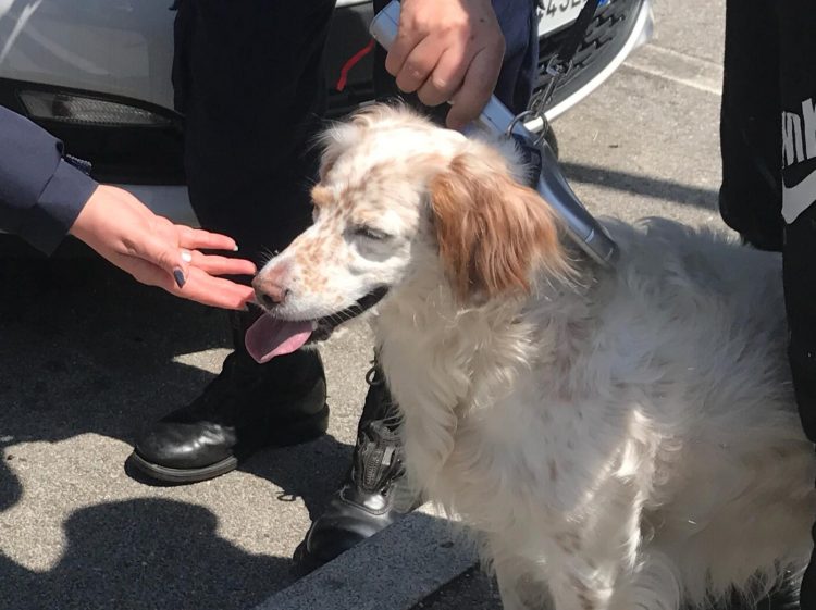 NICHELINO – La polizia locale salva una cagnolina sperduta