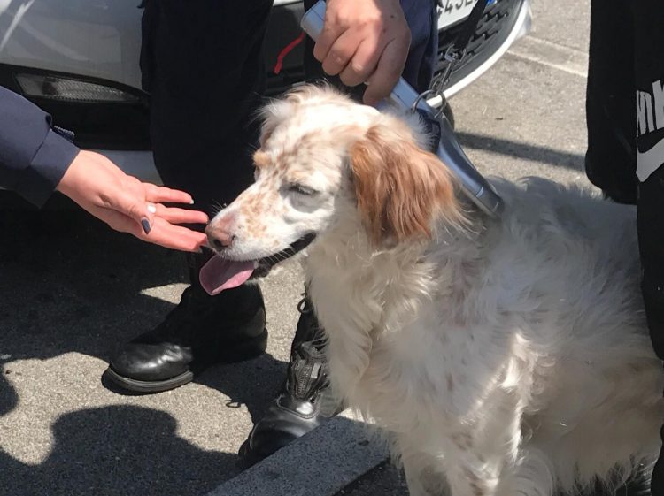 MONCALIERI – Cane chiuso in macchina sotto il sole: redarguita dai carabinieri