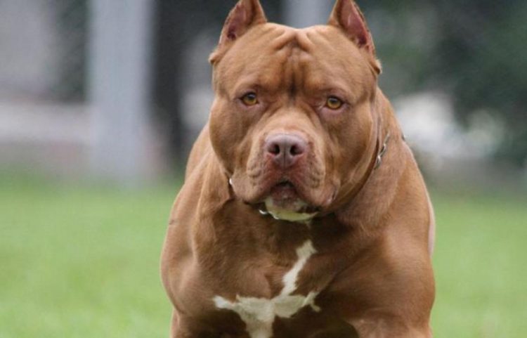 VINOVO – Pitbull fa strage di pecore in un agriturismo