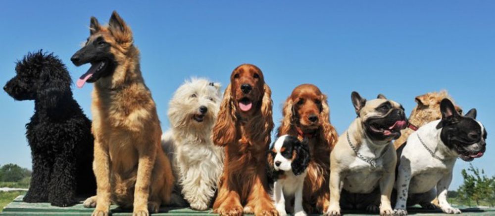 LA LOGGIA – Torna la sfilata canina ‘La scondizolata’