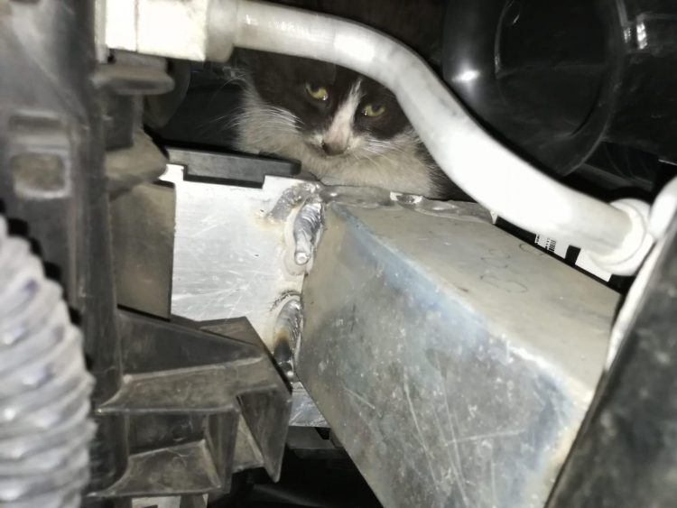 NICHELINO – Gattino “prigioniero” nel motore di una Jeep: liberato dai pompieri e subito adottato