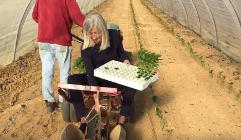 CARMAGNOLA – Anche il sindaco pianta peperoni in attesa della fiera