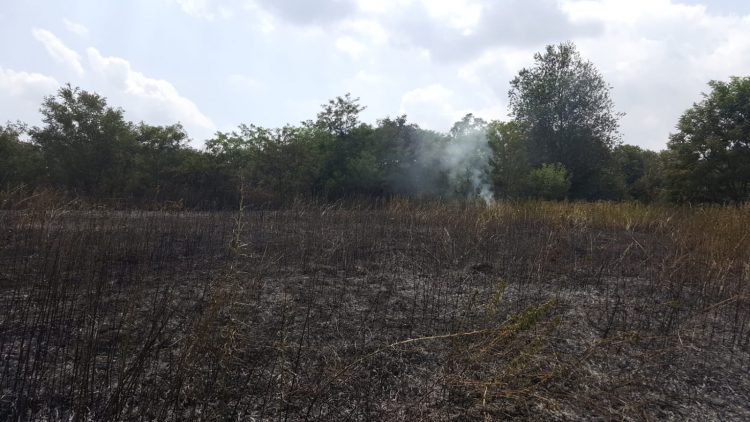 TROFARELLO – Un incendio devasta un campo agricolo